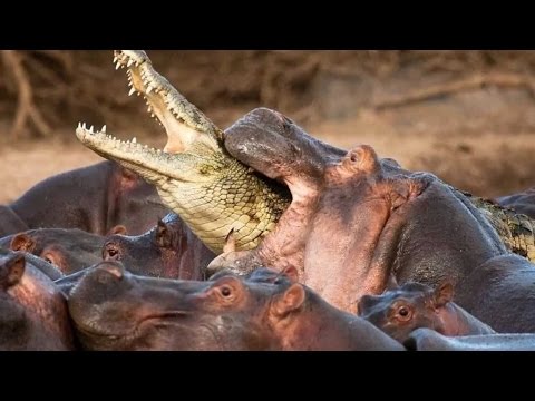 وثائقي | أفتك حيوانات العالم : فرس النهر Vs التمساح HD